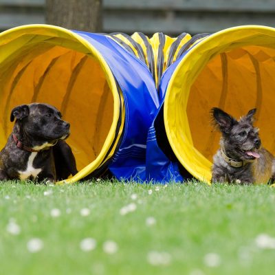 two-dogs-in-the-tunnel-750598_1920